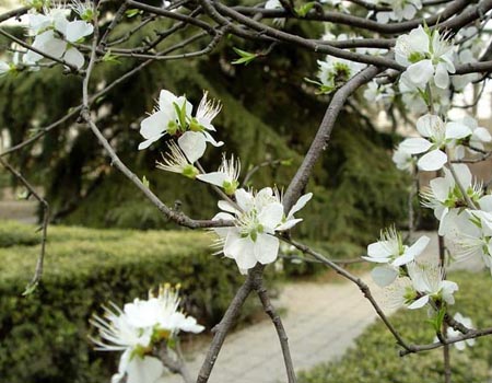 北京理工大學美麗春景