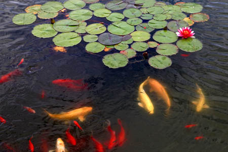 中國海洋大學 鯉魚戲水