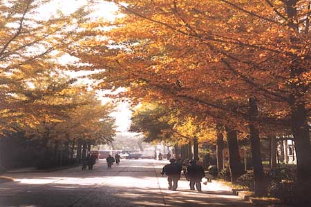 秋意盎然的北京林業大學